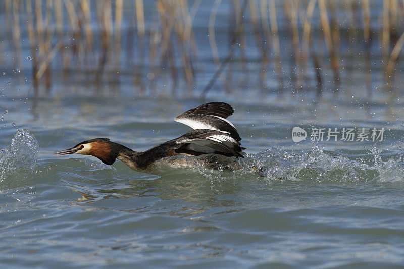 大山脊grebe (Podiceps crista)